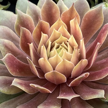 Sempervivum - hybride - Lemon Waves  - COV